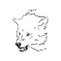 Angry snarling wolf, angry wolf growls, wolf head, vector sketch illustration Royalty Free Stock Photo