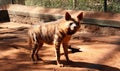Angry spotted hyena standing in the paddock and looks Royalty Free Stock Photo