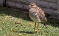 Angry Spotted Thick-Knee Bird Royalty Free Stock Photo