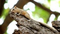 Squirrel standing at edge of tree branch