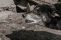 Angry street dog, bared teeth, growling at passers-by