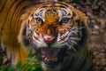 Angry Sumatran Tiger Sumatran tiger face looking a the camera Royalty Free Stock Photo