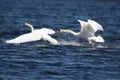 An Angry Swan Chasing off a Rival Swan