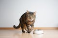 angry tabby cat dislikes pet food in feeding bowl Royalty Free Stock Photo