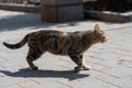 angry tabby cat goes for a fight on the street. street stray animals Royalty Free Stock Photo