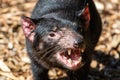 Tasmanian devil Sarcophilus harrisii Royalty Free Stock Photo