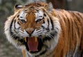 Angry tiger Royalty Free Stock Photo