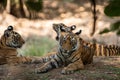 Angry tiger cub headshot or head shot - panthera tigris Royalty Free Stock Photo