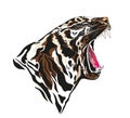 Angry tiger roaring vector art, isolated in white background, vector illustration. Tiger growls Royalty Free Stock Photo