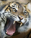 An Angry Tiger Roars Fiercely Royalty Free Stock Photo