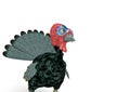 Angry turkey cartoon with copy space