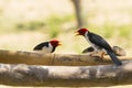 Angry Two-Way Conversation amongst Yellow-billed Cardinals