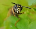 Angry Wasp Apocrita Royalty Free Stock Photo