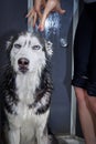 Angry wet husky dog in the bath. Washing the dog.