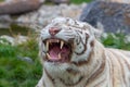 Angry white or bleached tiger roaring and showing fangs in open mouth - angry tiger roar. Angry Bengal tiger