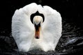 Angry White Swan