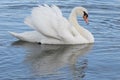 An angry white swan on the River Itchen