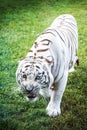 Angry White Tiger Royalty Free Stock Photo