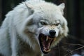 an angry white wolf with its mouth open