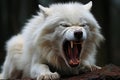 an angry white wolf with its mouth open