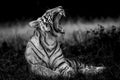 Angry wild bengal tiger fine art portrait in isolated black and white bacground yawing with long canines during outdoor wildlife Royalty Free Stock Photo