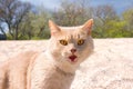 Angry wild Cat Royalty Free Stock Photo