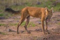 Angry Wild Dog sharp teeth