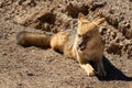 Angry wild fox laid down on the ground