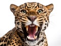 Angry wild jaguar portrait and isolated white background Royalty Free Stock Photo