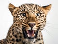 Angry wild leopard portrait and isolated white background Royalty Free Stock Photo
