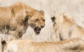 Angry wild lion in Africa