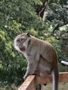 Angry wild monkey sitting on a wooden railing during a rain shower Royalty Free Stock Photo