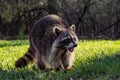 Angry Wild Raccoon Royalty Free Stock Photo