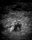 Angry wild royal bengal adult male tiger fine art portrait in black and white bacground yawing with long canines during outdoor Royalty Free Stock Photo