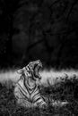 Angry wild royal bengal female tiger fine art portrait in black and white bacground yawing with long canines during outdoor