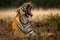 Angry wild royal bengal female tiger yawing in cold winter season during outdoor wildlife safari at forest of central india - pant