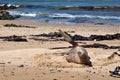 Angry wild Sea Lion - New Zealand