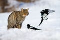 Angry wildcat looking at two magpies in winter on snow Royalty Free Stock Photo