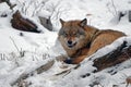 Angry wolf in Black forest Germany