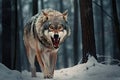 Angry Wolf Royalty Free Stock Photo