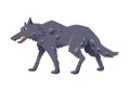 Angry wolf walking. Vector flat illustration, isolated on white background. Royalty Free Stock Photo