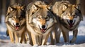 Angry wolves look into the camera lens Royalty Free Stock Photo