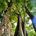 Angsana tree Royalty Free Stock Photo