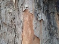 Angsana tree trunk that is decades old Royalty Free Stock Photo