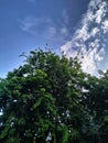 Angsana tree under the blue sky Royalty Free Stock Photo