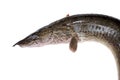 Anguilla bengalensis or Indian eel fish over white background Royalty Free Stock Photo
