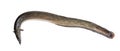 Anguilla bengalensis or Indian eel fish over white background Royalty Free Stock Photo