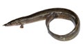 Anguilla bengalensis or Indian eel fish over white background Royalty Free Stock Photo