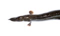 Anguilla bengalensis or Indian eel fish over white background Royalty Free Stock Photo