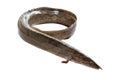 Anguilla bengalensis or Indian eel fish over white background Royalty Free Stock Photo